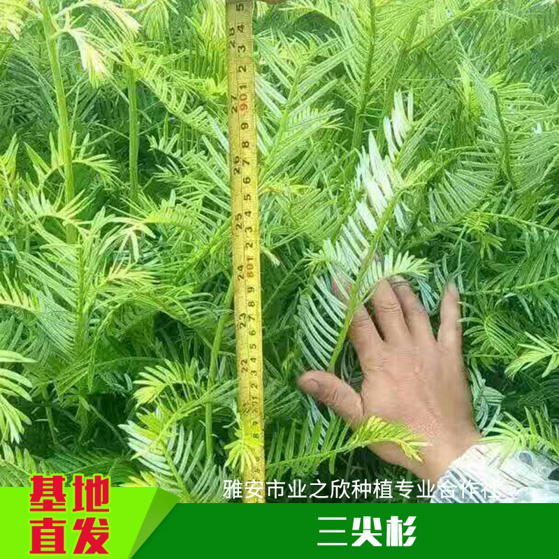 雅安业之欣种植基地直销三尖杉种子/种苗三尖杉小树苗/杯苗批发图片