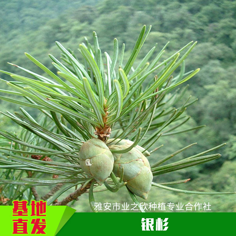 雅安业之欣种植基地直销国家珍稀植物正宗银杉树苗银杉苗