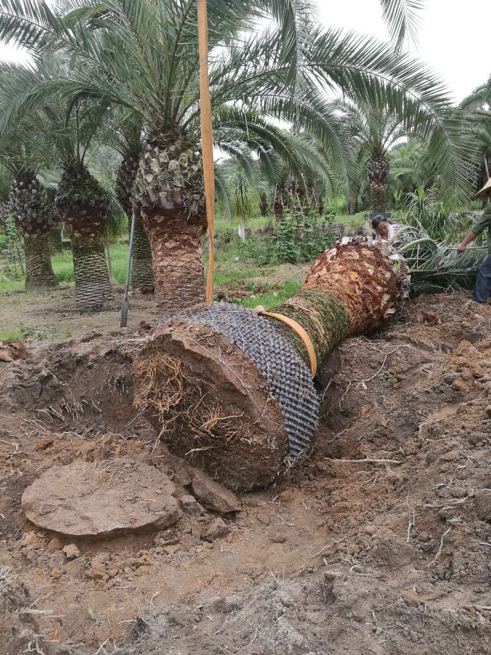 加拿利海棗圖片/加拿利海棗樣板圖 (4)