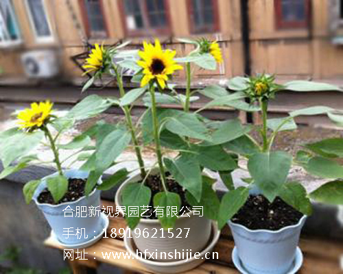 合肥绿植租赁公司