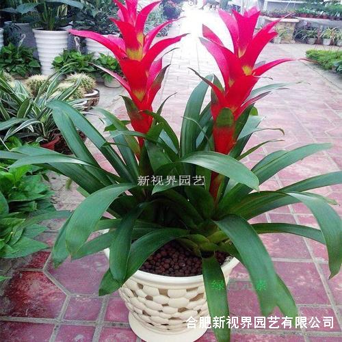 合肥花卉租賃公司，廠家圖片