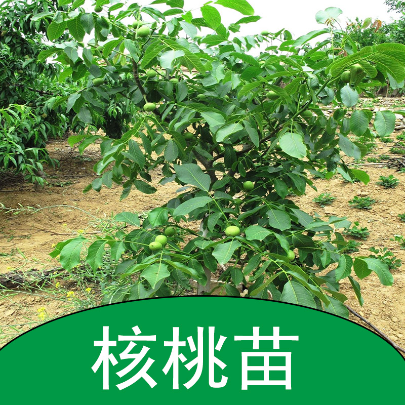 核桃苗圖片