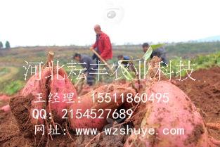 煙薯25紅薯行情圖片