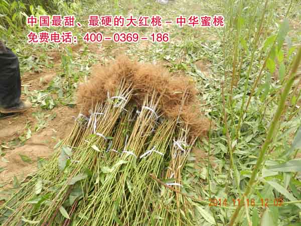 桃苗圖片/桃苗樣板圖 (1)