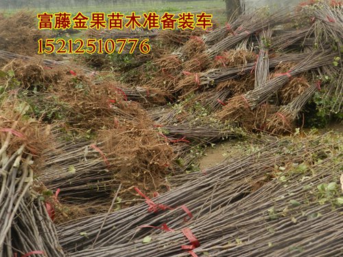 梨樹苗圖片/梨樹苗樣板圖 (4)