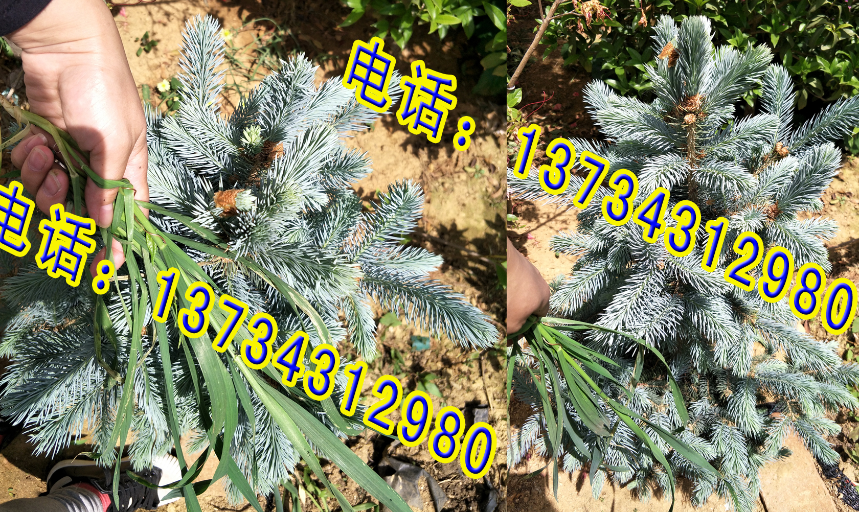 圣誕樹圖片/圣誕樹樣板圖 (2)