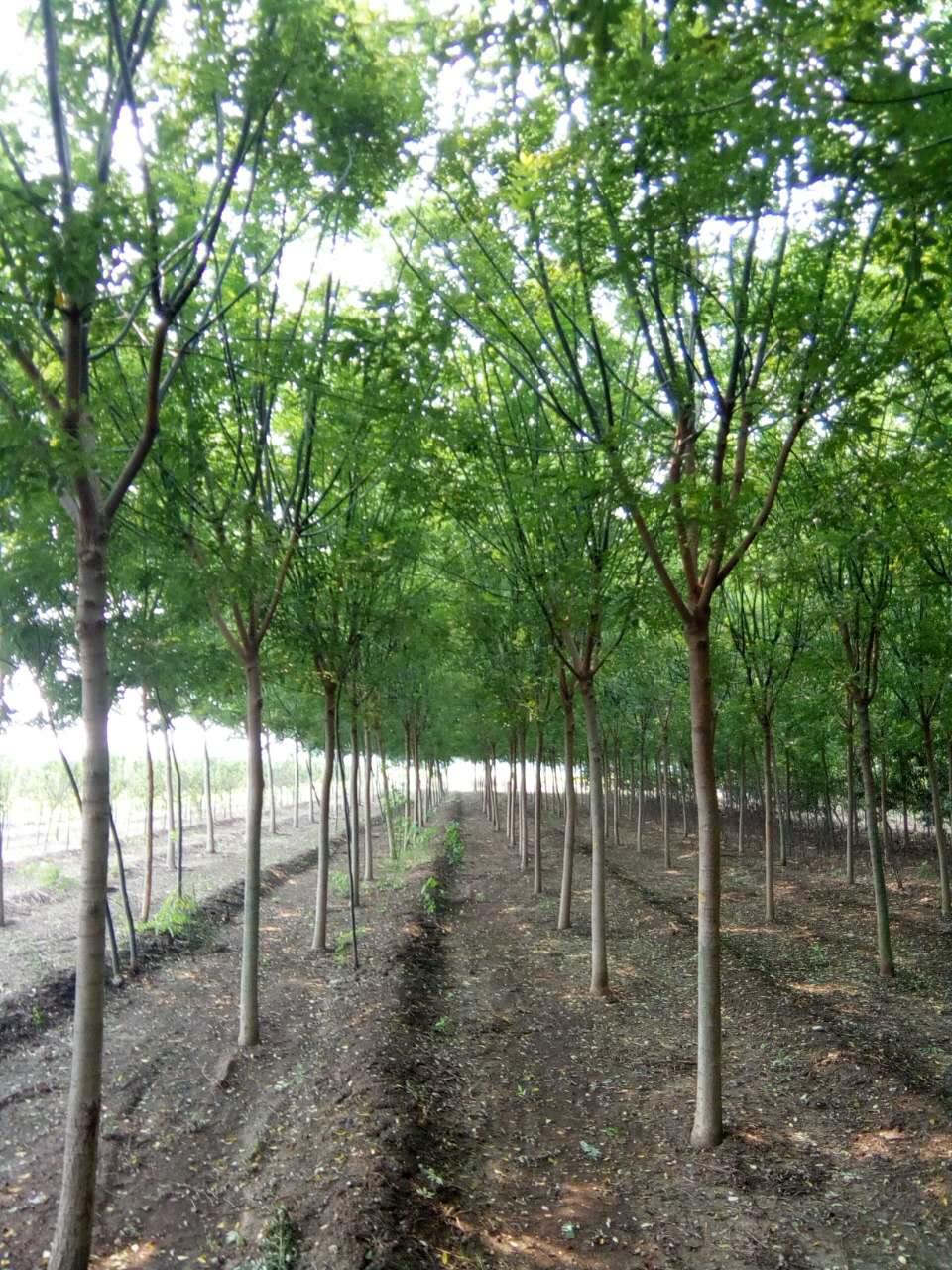 國槐樹苗圖片/國槐樹苗樣板圖 (4)