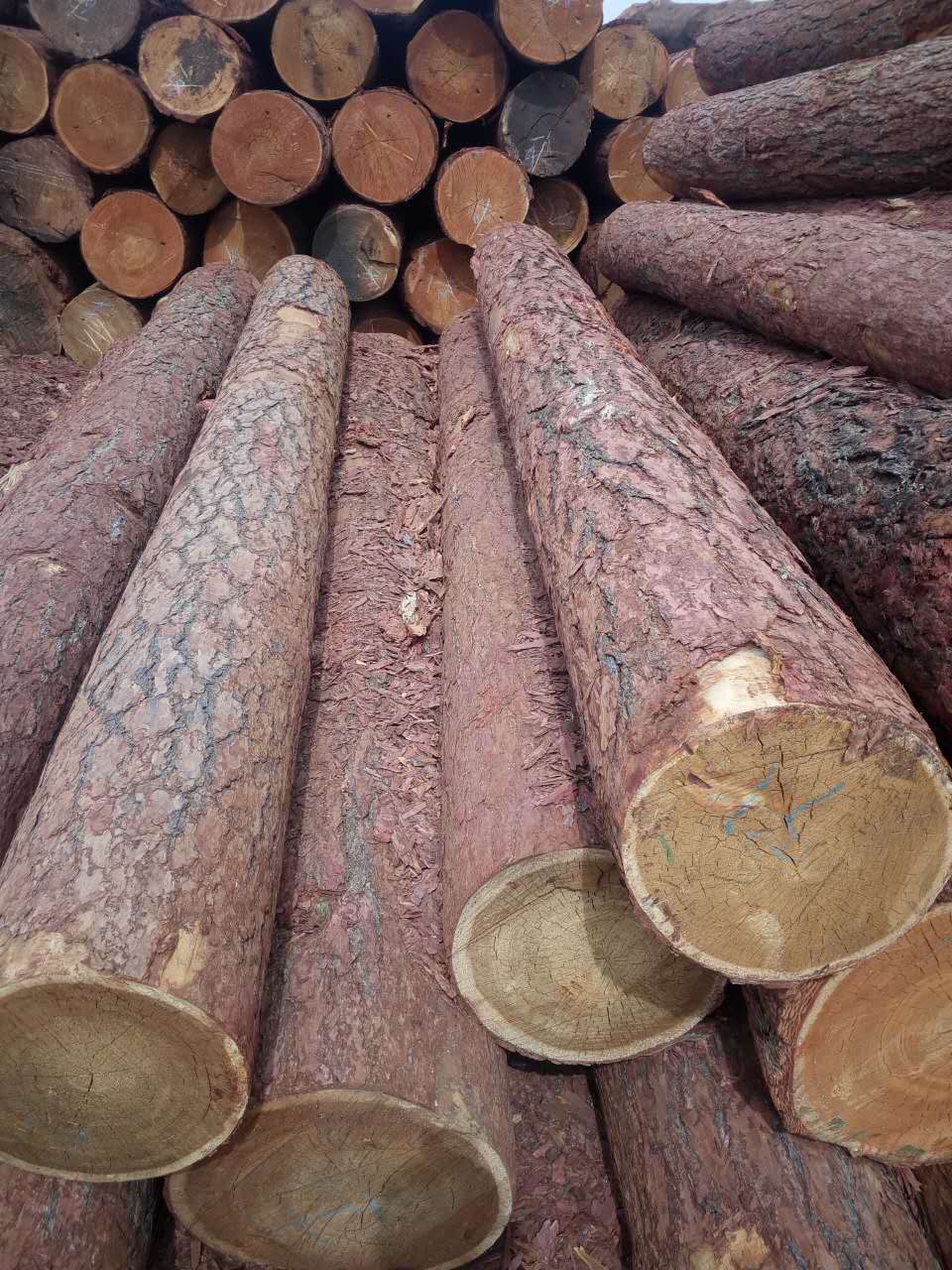 俄羅斯樟子松圖片/俄羅斯樟子松樣板圖 (3)