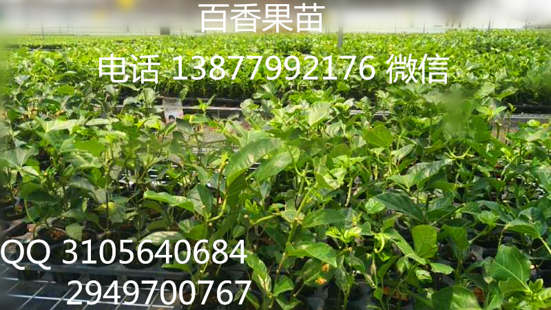 批發(fā)臺農(nóng)一號百香果苗  桃金娘苗
