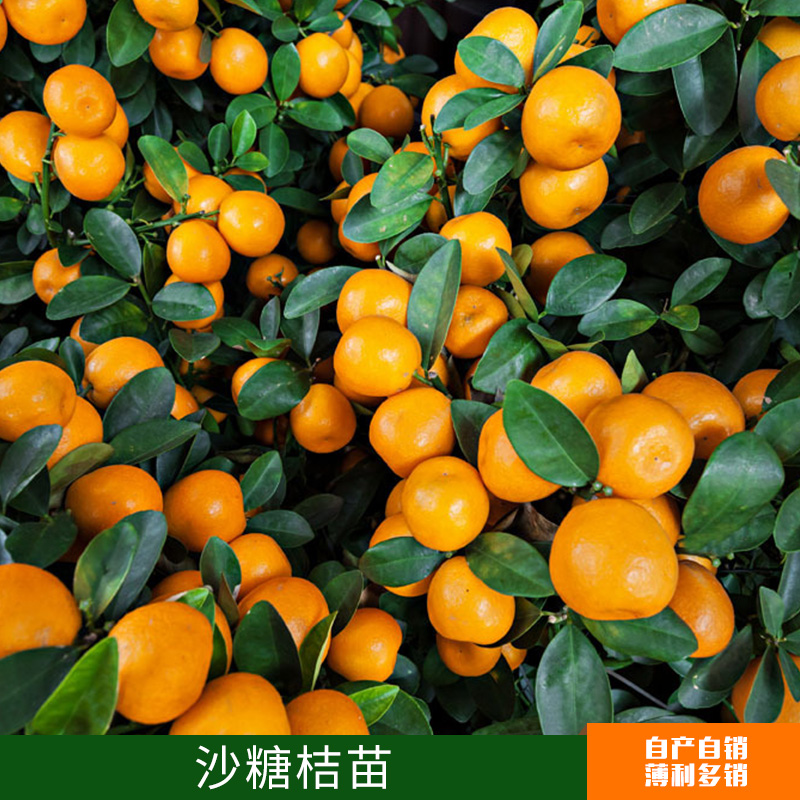 沙糖桔苗出售圖片/沙糖桔苗出售樣板圖 (2)