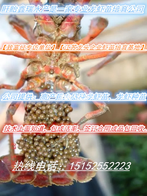 徐州龍蝦苗在那里買(mǎi)求購(gòu)小龍蝦苗圖片