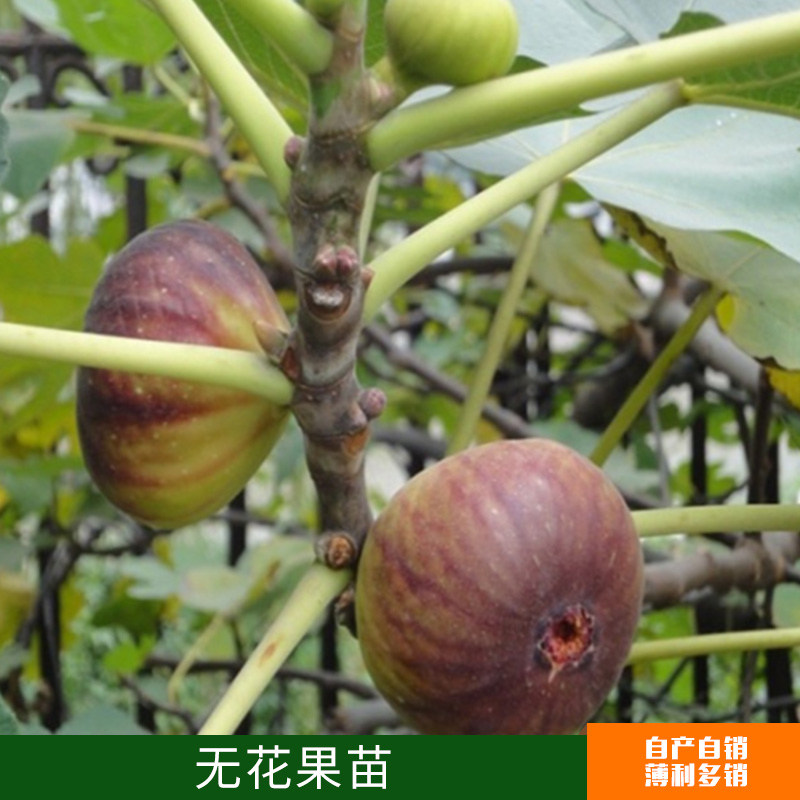無(wú)花果苗圖片/無(wú)花果苗樣板圖 (1)
