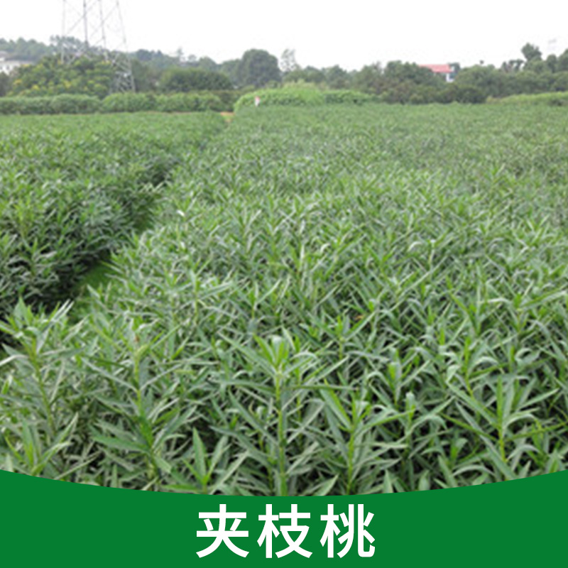 夾枝桃圖片/夾枝桃樣板圖 (3)