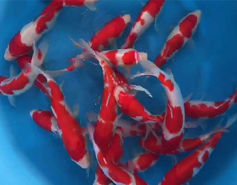 廣州錦鯉魚 日系紅白錦鯉 觀賞魚圖片