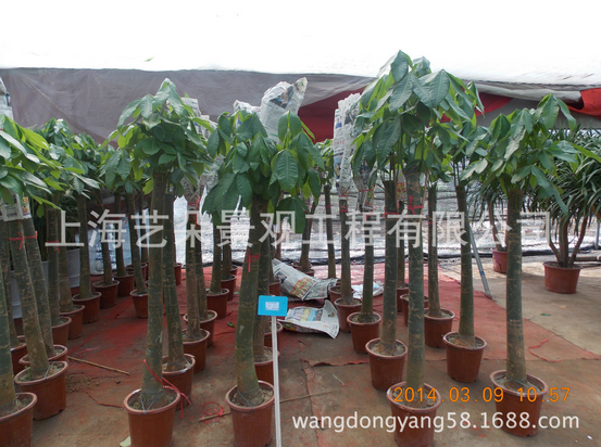 綠植租擺圖片/綠植租擺樣板圖 (1)