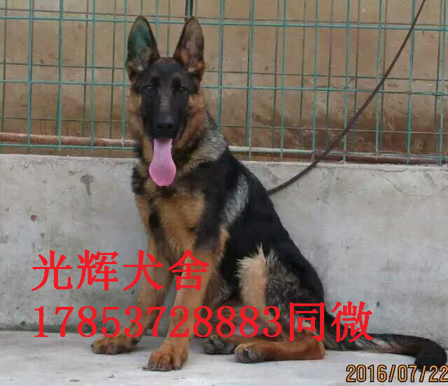 出售雙血統(tǒng)賽級(jí)德牧東德 黑背圖片/出售雙血統(tǒng)賽級(jí)德牧東德 黑背樣板圖 (1)