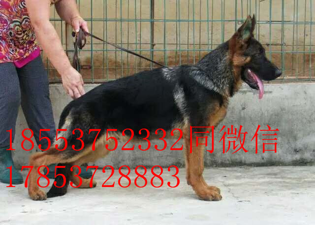 德國牧羊犬圖片/德國牧羊犬樣板圖 (3)