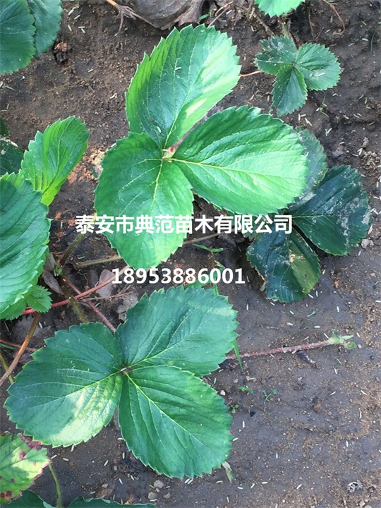 法蘭地草莓苗價格圖片/法蘭地草莓苗價格樣板圖 (3)