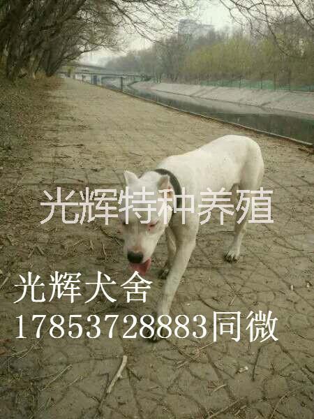 杜高犬圖片/杜高犬樣板圖 (2)
