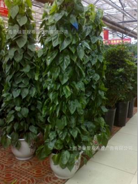 辦公樓綠植租擺.綠化景觀布置 .室內(nèi)盆景 植物盆景批發(fā)