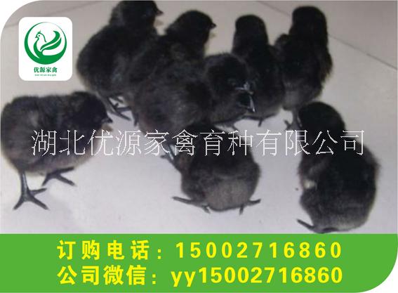 湖北五黑一綠雞苗，綠殼蛋雞苗廠家供應(yīng)，批發(fā)價格