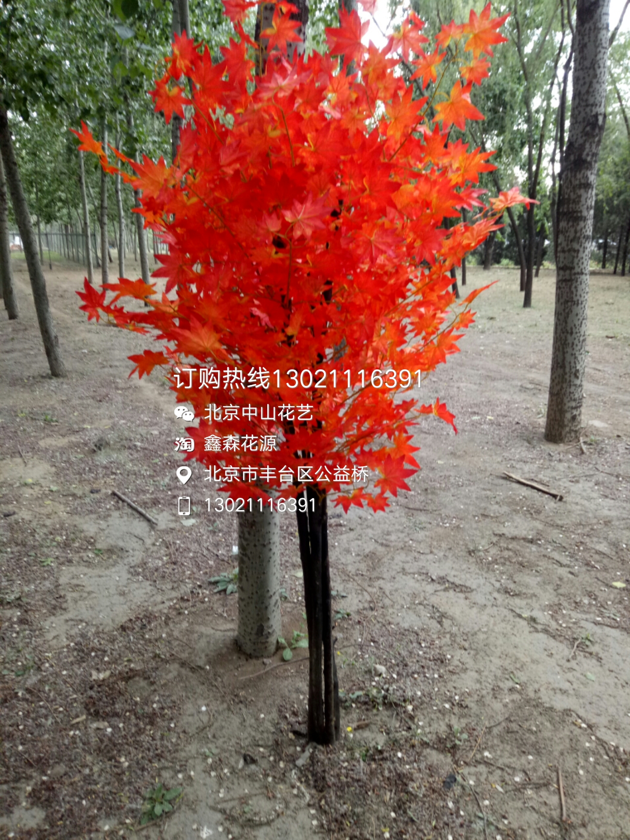 仿真樹圖片/仿真樹樣板圖 (3)