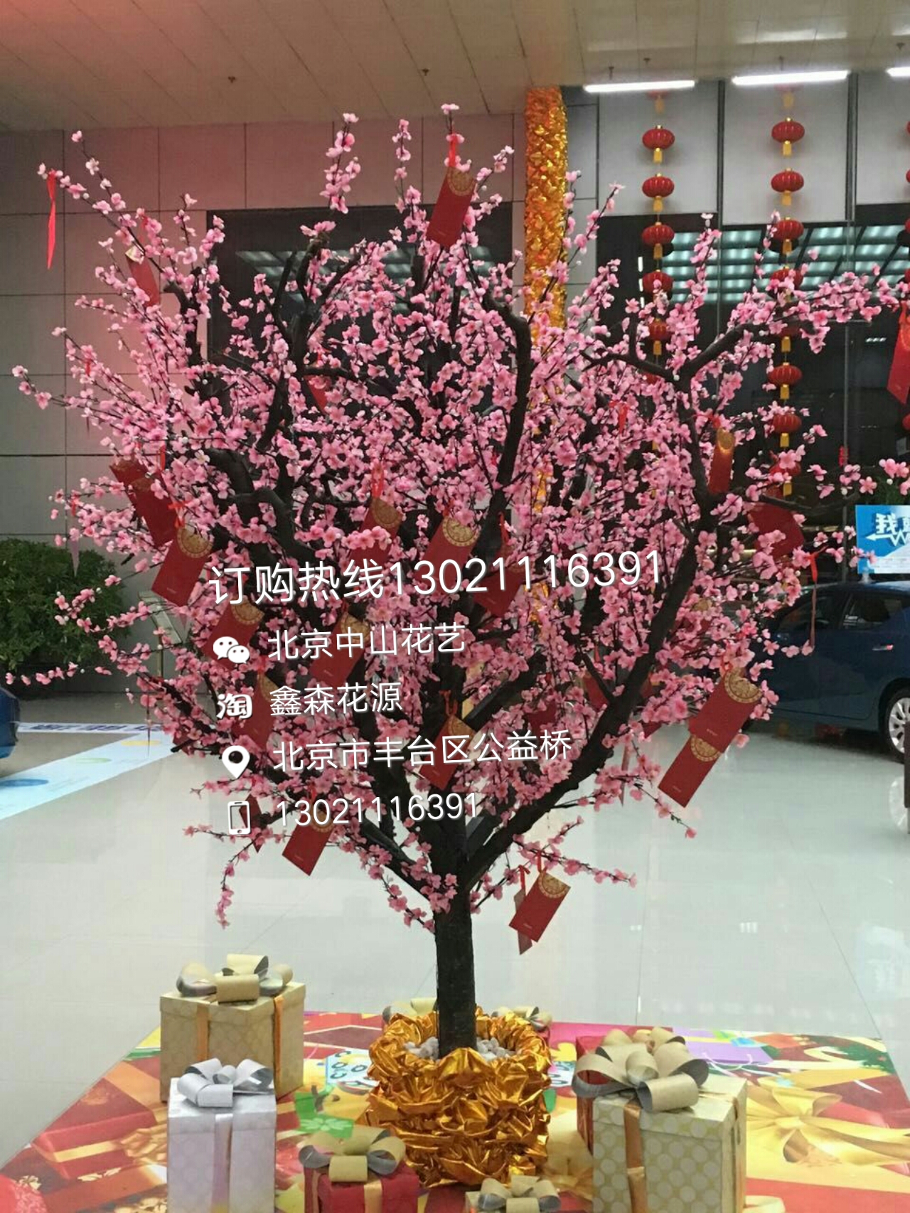 金錢樹圖片/金錢樹樣板圖 (3)