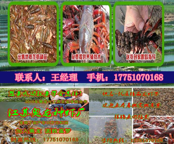 小龍蝦苗圖片/小龍蝦苗樣板圖 (4)