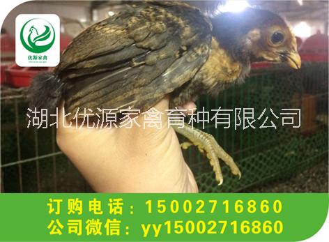 麻羽綠殼蛋雞苗圖片/麻羽綠殼蛋雞苗樣板圖 (2)