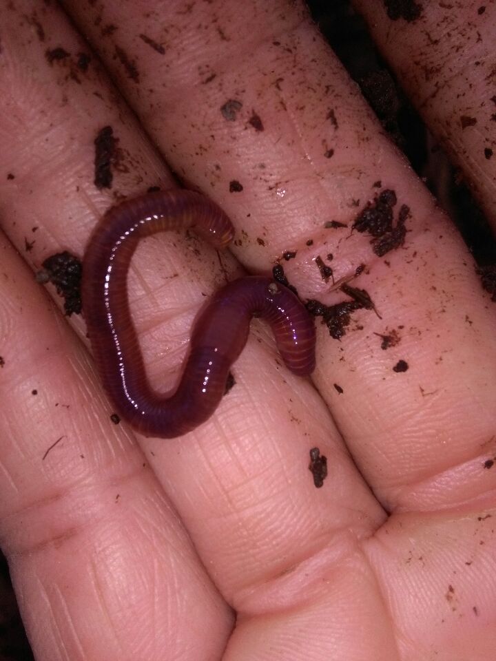 湖南蚯蚓養(yǎng)殖圖片