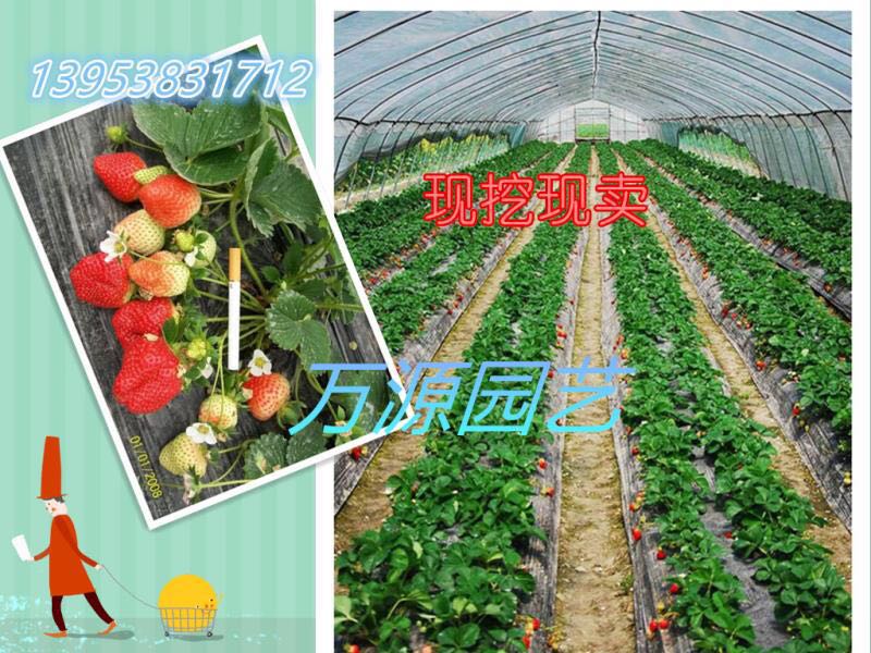 全明星草莓圖片