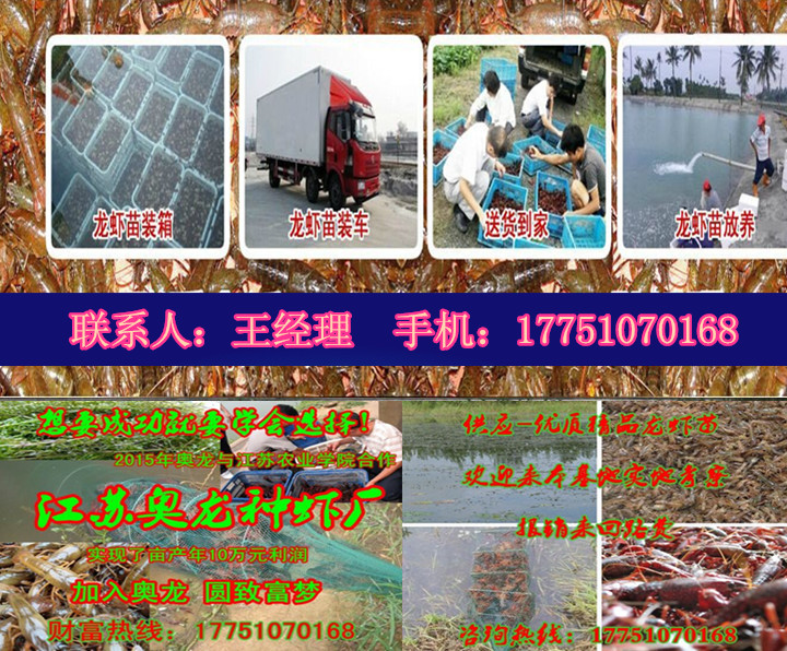 小龍蝦苗圖片/小龍蝦苗樣板圖 (3)