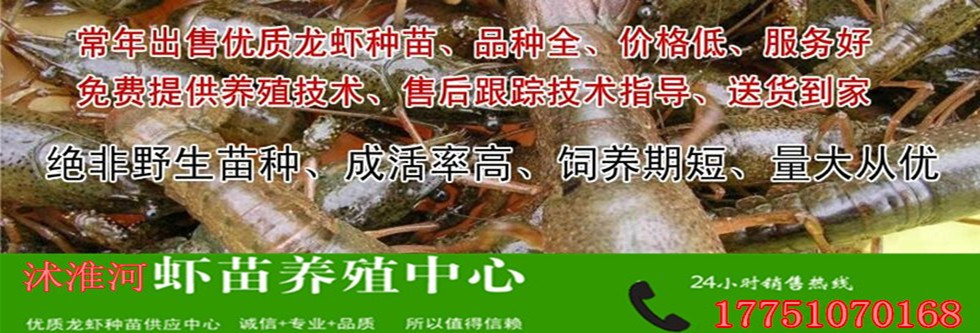 龙虾苗龙虾苗价格龙虾苗批发