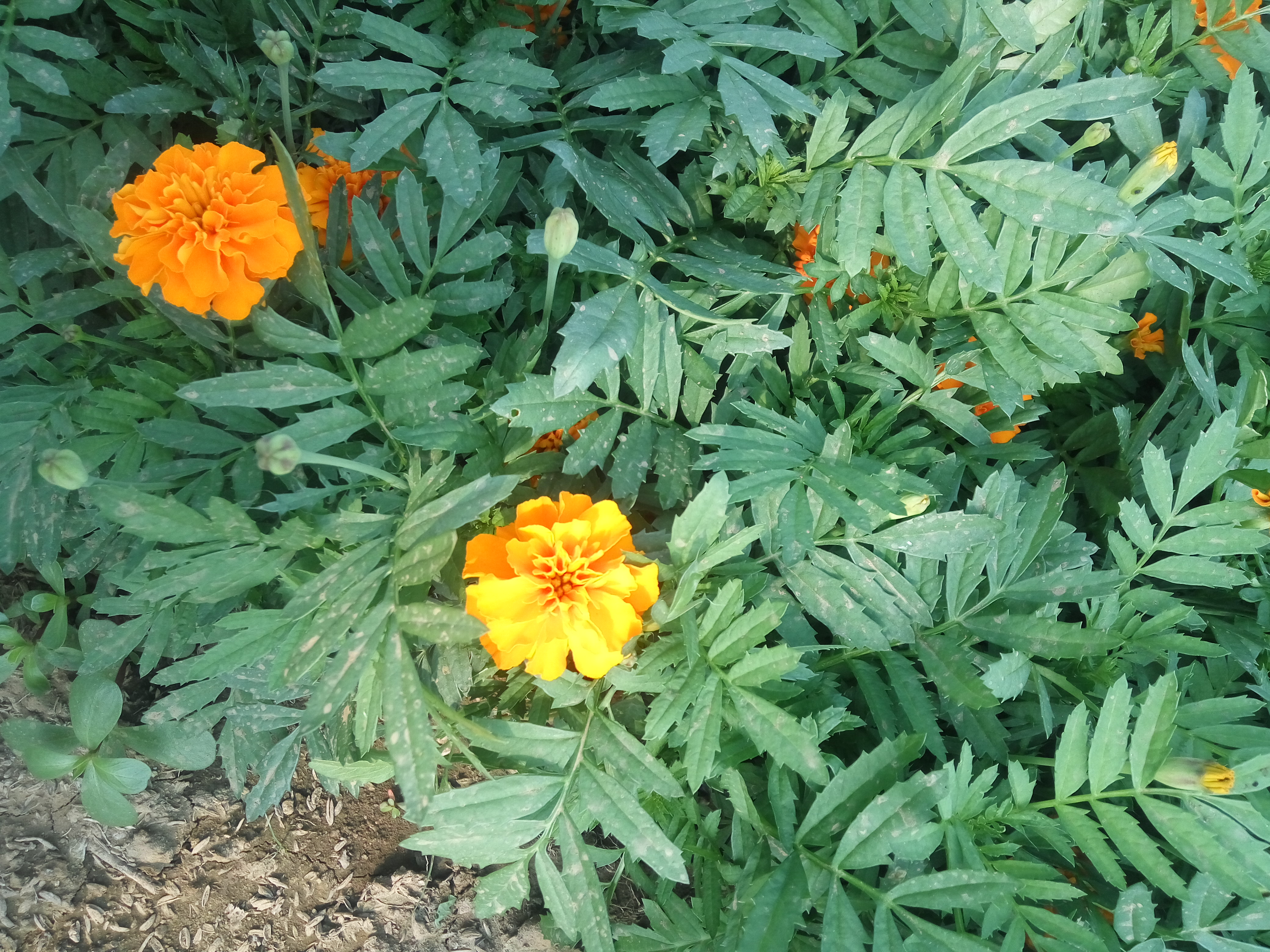 孔雀草圖片/孔雀草樣板圖 (2)