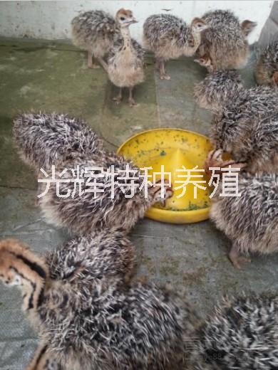 供應山東鴕鳥苗 鴕鳥苗多少錢 鴕鳥苗養(yǎng)殖場 鴕鳥蛋價格 鴕鳥苗報