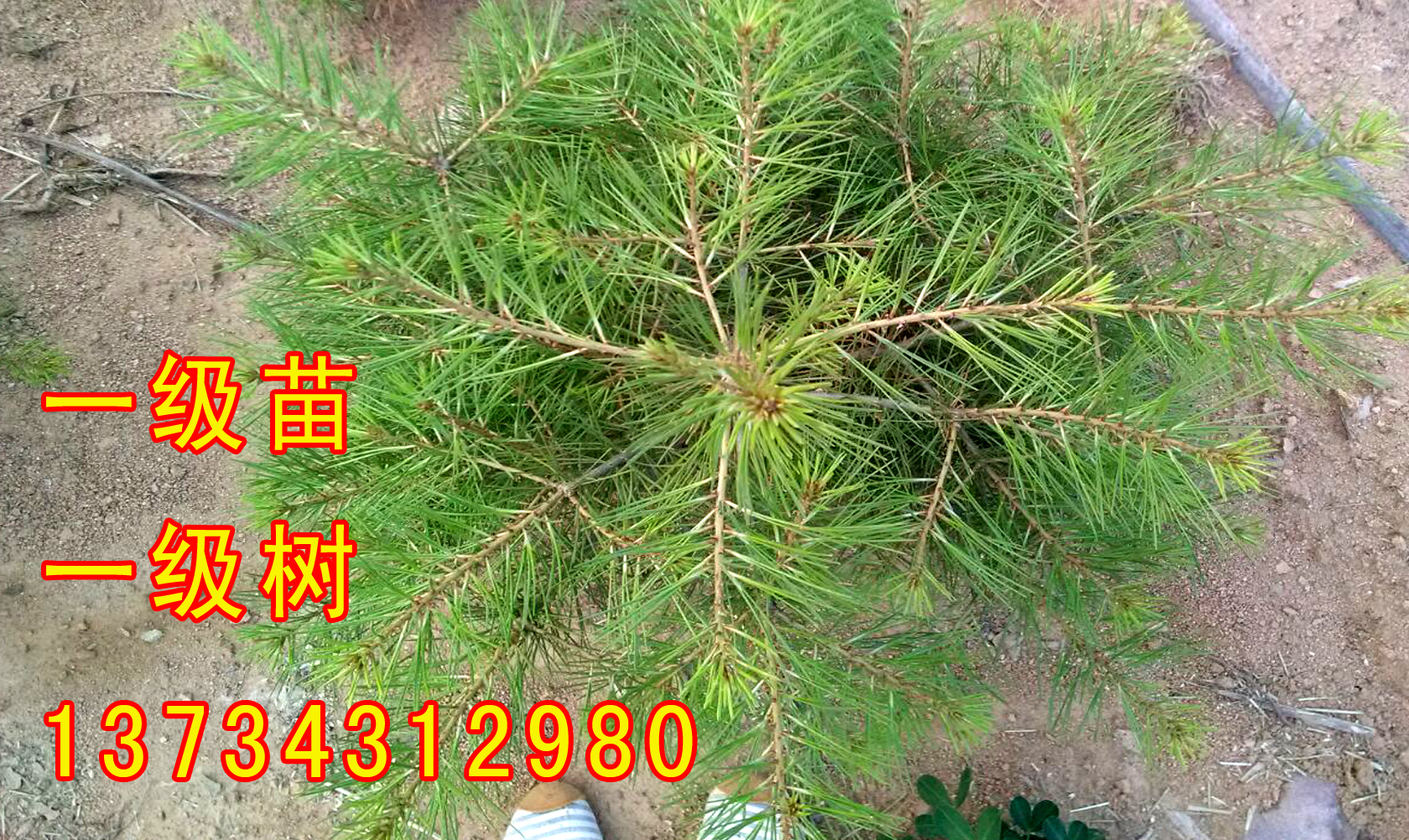 白皮松求購圖片