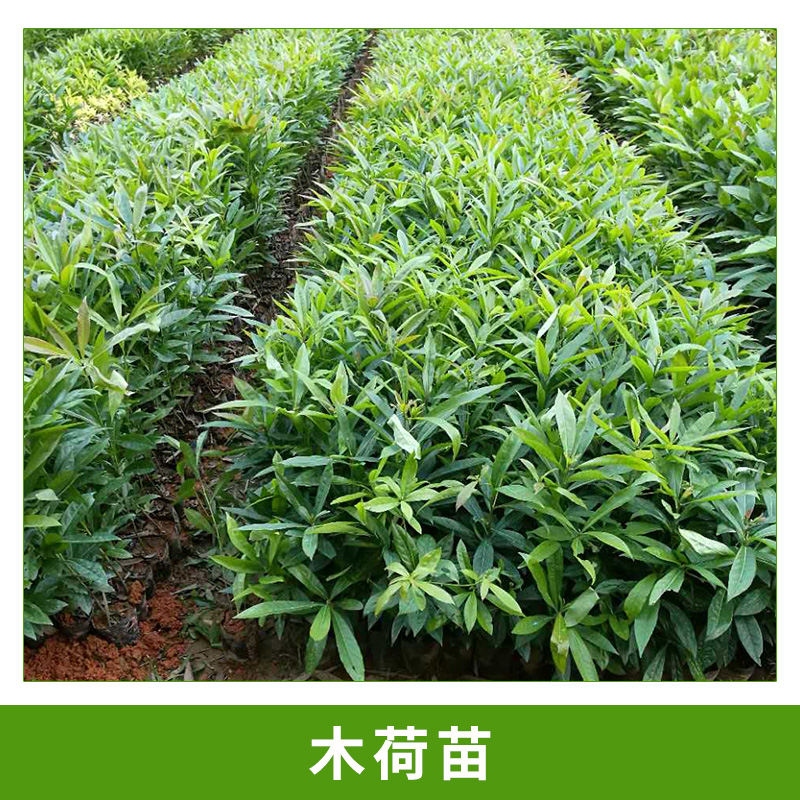 广州木荷树苗种植基地@多少钱@价格@哪家好图片