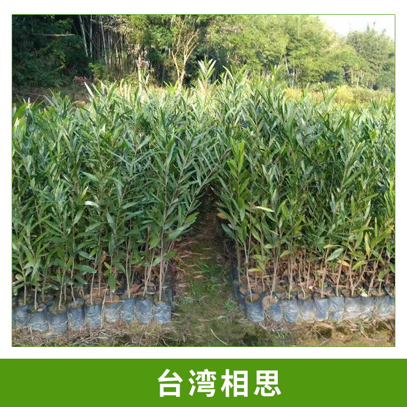 臺灣相思圖片/臺灣相思樣板圖 (4)