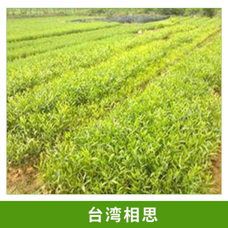 臺灣相思圖片/臺灣相思樣板圖 (3)
