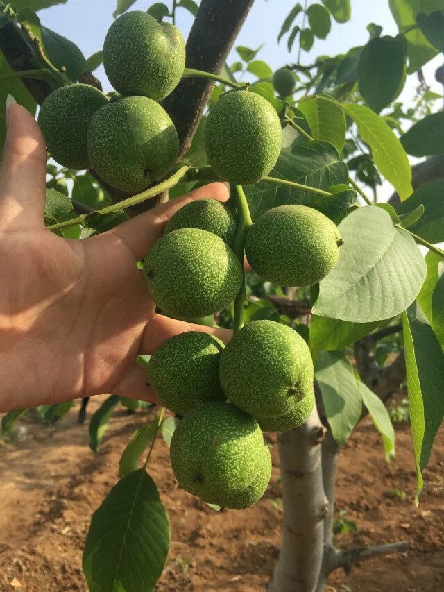 嫁接核桃苗圖片