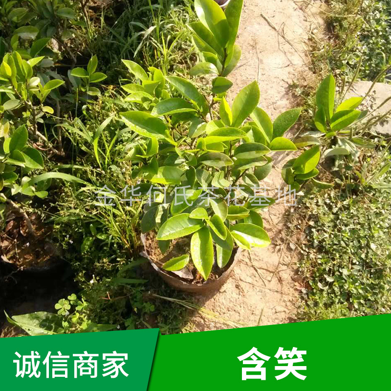 含笑樹圖片