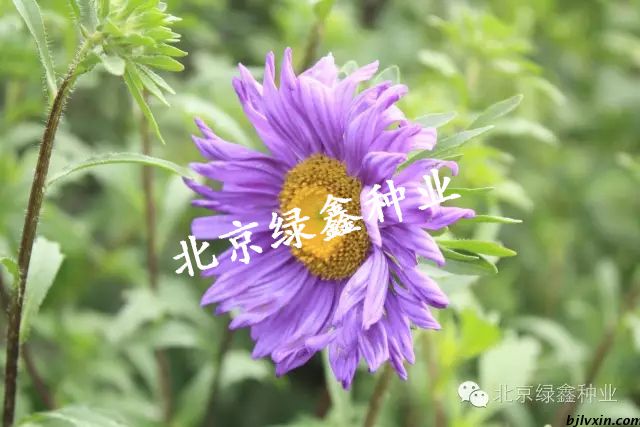菊花種圖片/菊花種樣板圖 (3)