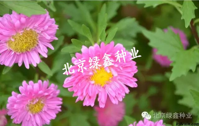 菊花種圖片/菊花種樣板圖 (4)