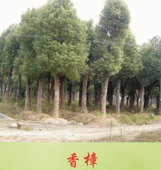 香樟 湖北香樟 香樟供應(yīng)商