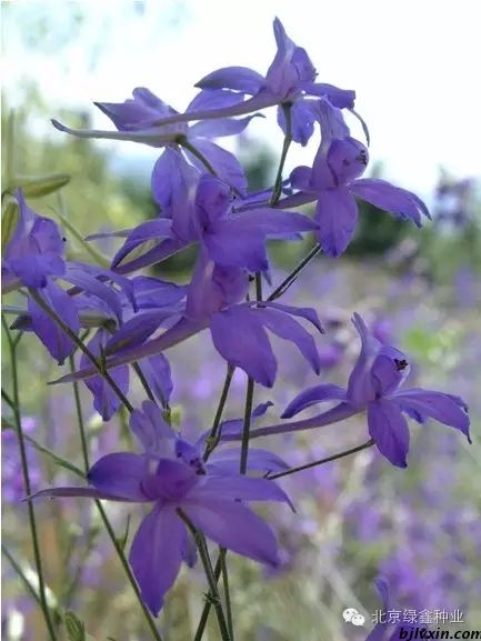 供應(yīng)LVXIN牌千鳥草花種圖片/供應(yīng)LVXIN牌千鳥草花種樣板圖 (3)