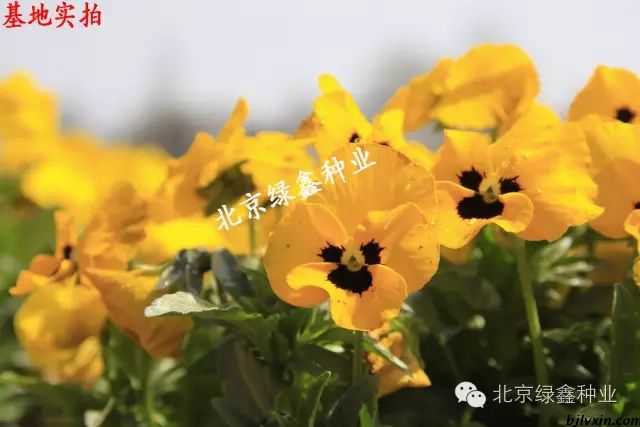 供應(yīng)LVXIN牌三色堇花種