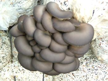 方格高品質(zhì)平菇提取物圖片/方格高品質(zhì)平菇提取物樣板圖 (2)