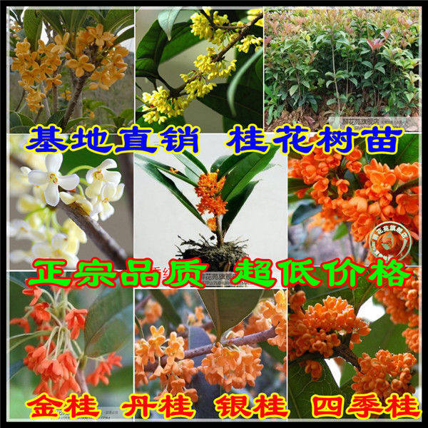 廣西桂花樹苗出售圖片