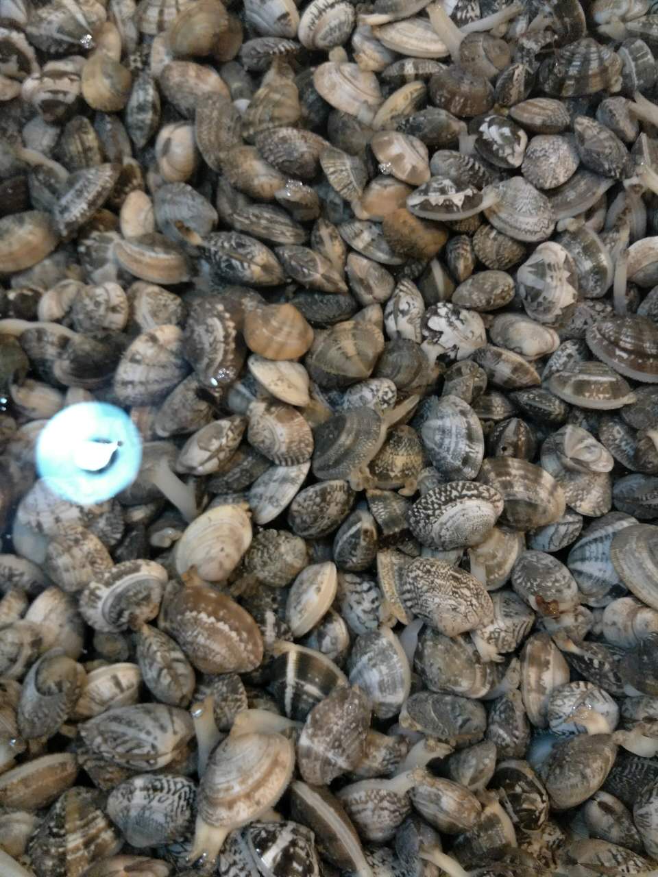 海鮮配送圖片/海鮮配送樣板圖 (4)