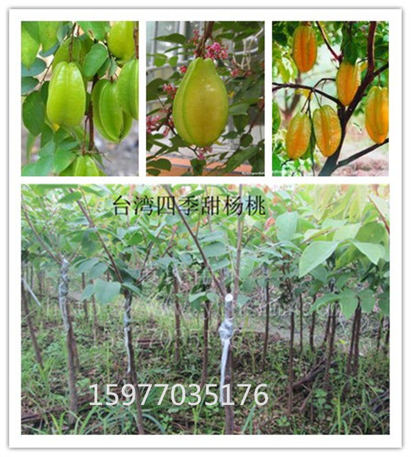 基地批發(fā)楊桃苗 楊桃樹苗 臺灣四季紅楊桃苗 優(yōu)質(zhì)嫁接矮化楊桃苗